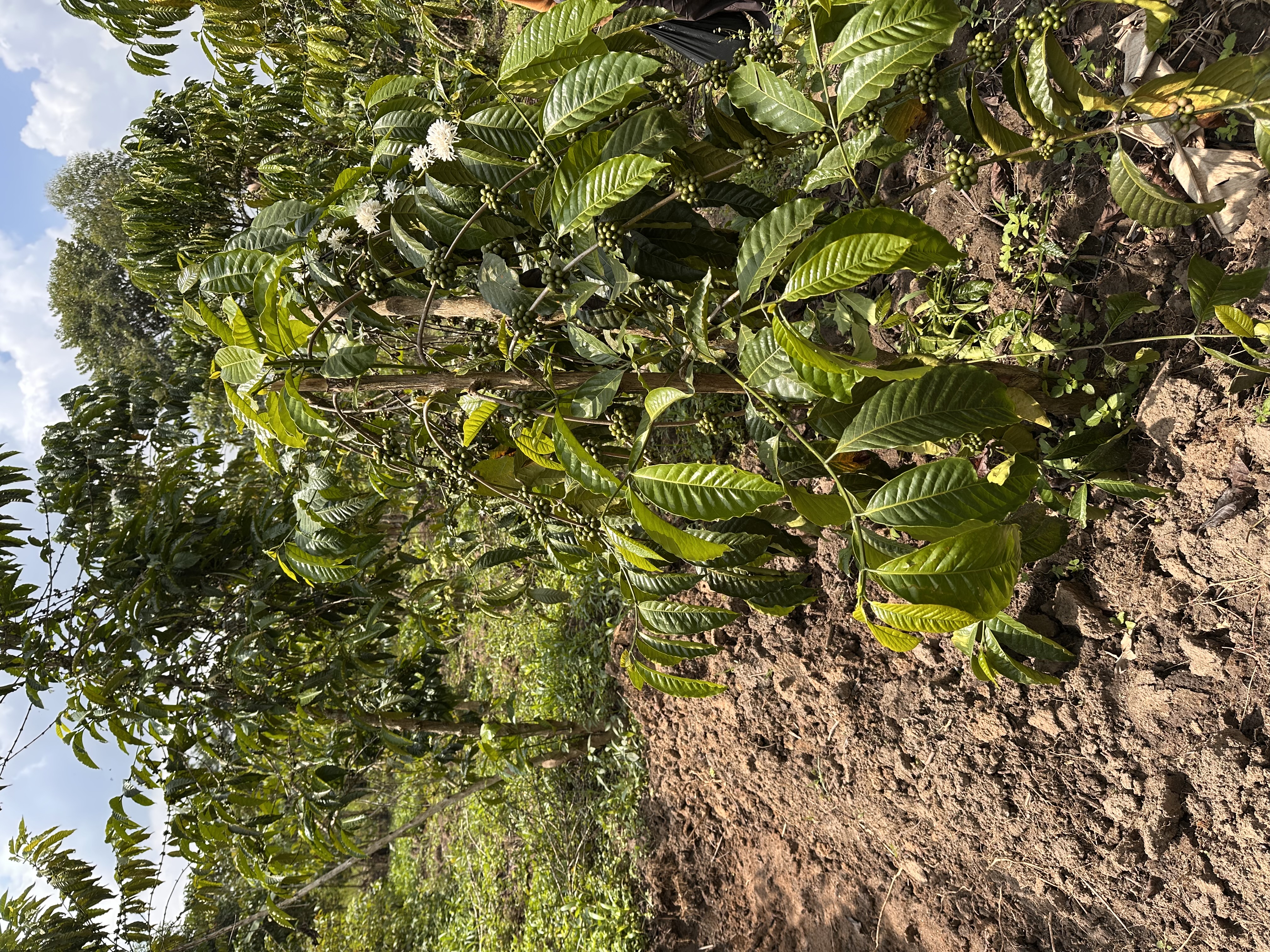 Beautiful natural landscape